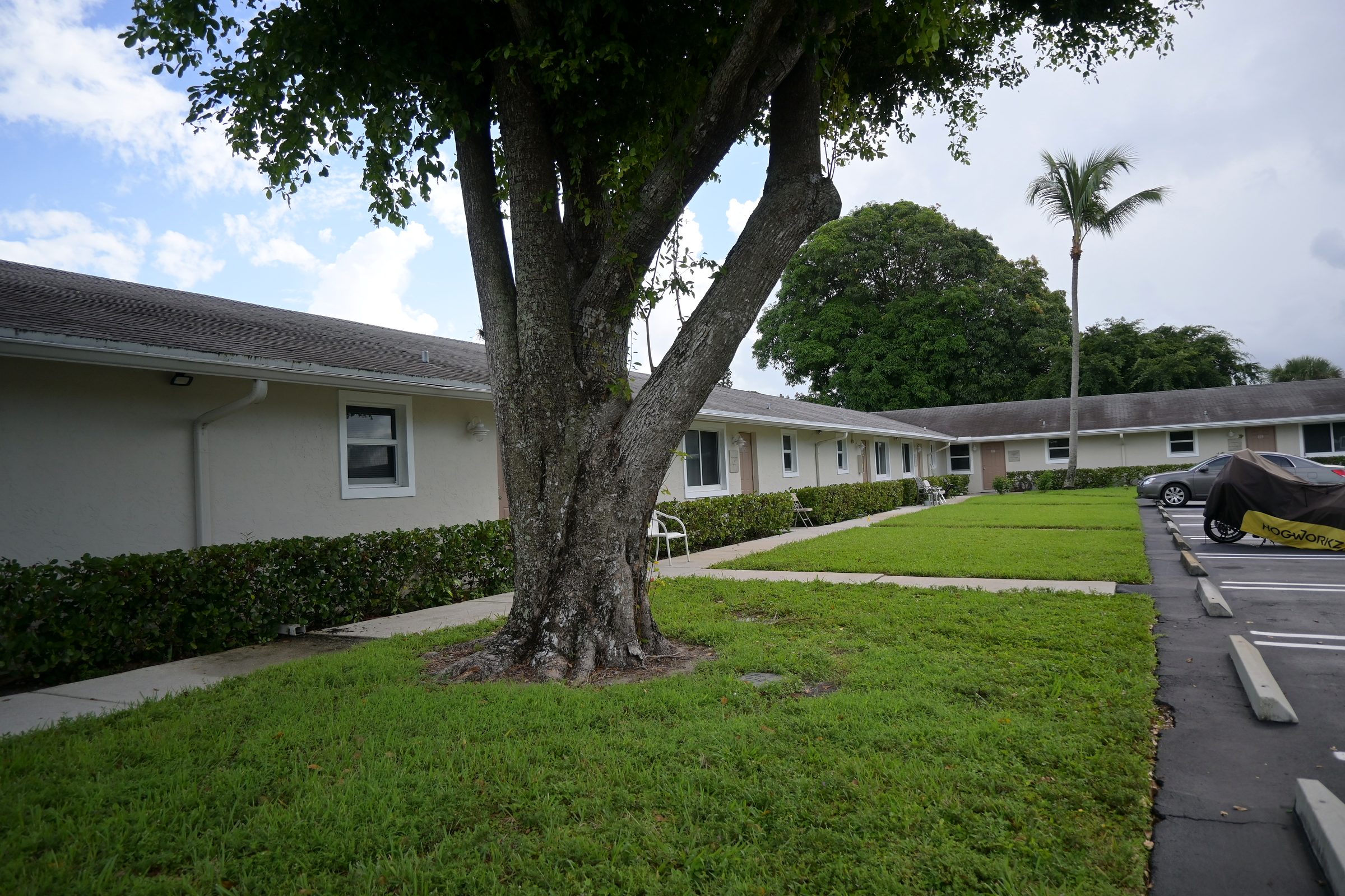 Shade tree and lawn beside the residence wings